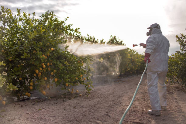 Best Ant Control Services  in Caldwell, TX