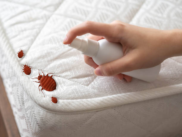 Best Spider Control Near Me  in Caldwell, TX