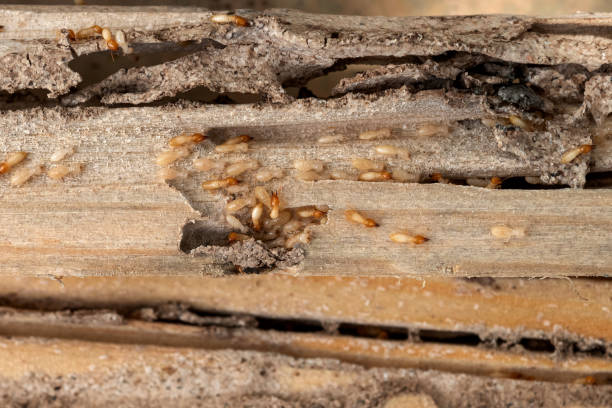 Pest Control Cost in Caldwell, TX